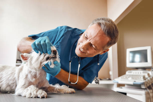 Best Emergency Care for Gum Disease in Cambria, IL